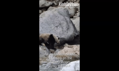 Cina: la scivolosa avventura di un panda gigante