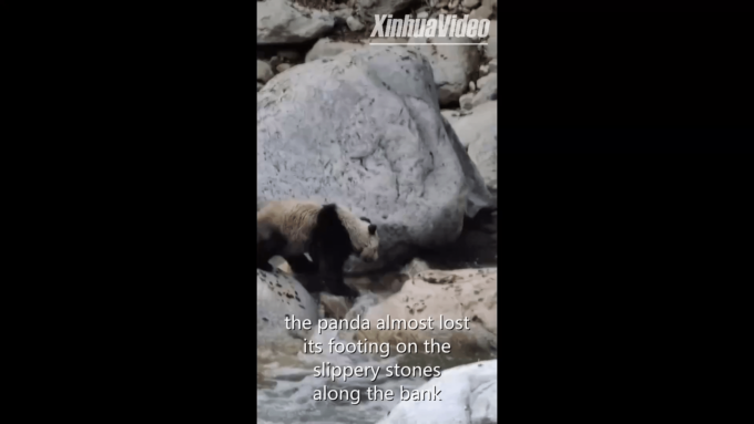 Cina: la scivolosa avventura di un panda gigante