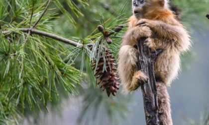 Cina: rinopitechi dorati del Sichuan nella Riserva naturale nazionale di Baihe (1)