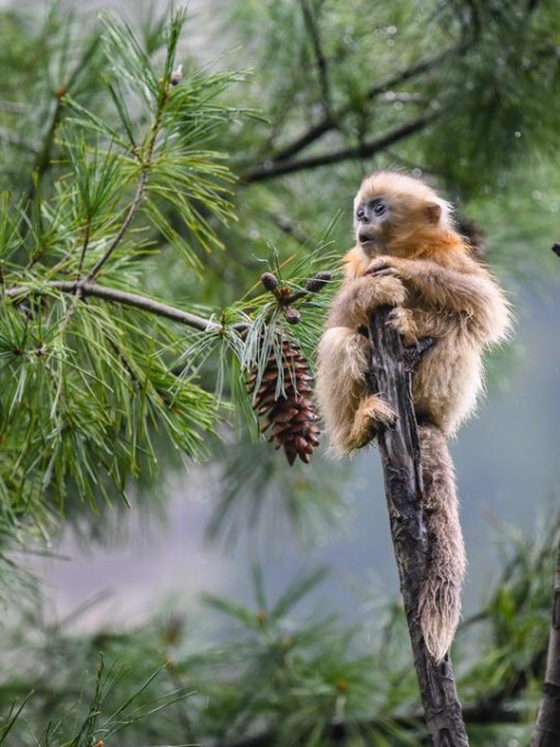 Cina: rinopitechi dorati del Sichuan nella Riserva naturale nazionale di Baihe (1)
