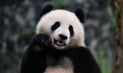 Cina: Gansu, avvistata coppia di panda selvatici in amore