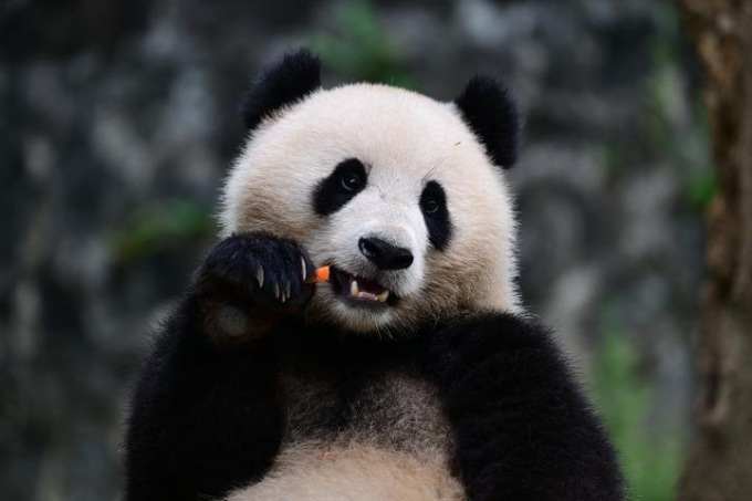 USA: 2 panda giganti arrivano a Washington D.C. da provincia cinese Sichuan