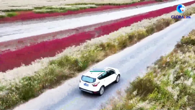 Cina: rilasciate altre 103 gru della Manciuria allevate artificialmente