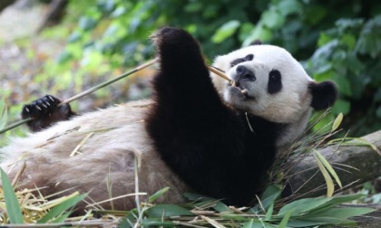 Belgio: zoo restituirà tre panda giganti alla Cina a dicembre