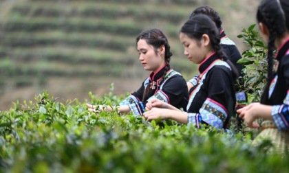 Cina: tradizione del tè di Liubao a Wuzhou