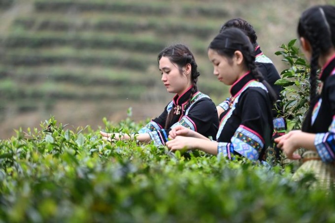 Cina: tradizione del tè di Liubao a Wuzhou