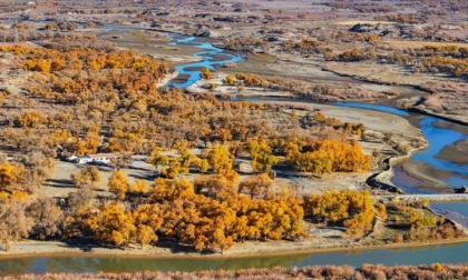 Cina: Mongolia Interna, autunno nella foresta di pioppi dell’Eufrate (1)