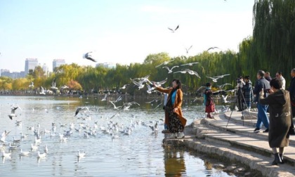 Cina: Yinchuan, paradiso per uccelli migratori grazie a sforzi ecologici (1)