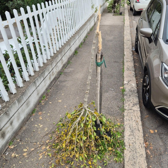 LATINA: ALBERI SPEZZATI, LA DENUNCIA