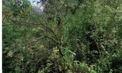 PRIVERNO: RITROVATO ANZIANO DISPERSO NEL BOSCO