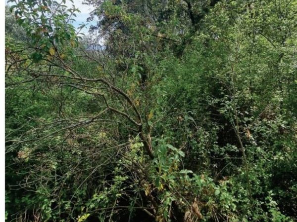 PRIVERNO: RITROVATO ANZIANO DISPERSO NEL BOSCO