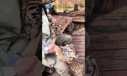 Cina: cuccioli di tigre amano biberon allo Yunnan Safari Park