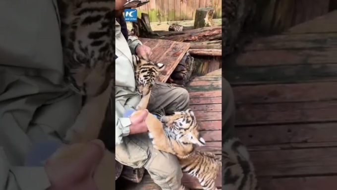 Cina: cuccioli di tigre amano biberon allo Yunnan Safari Park