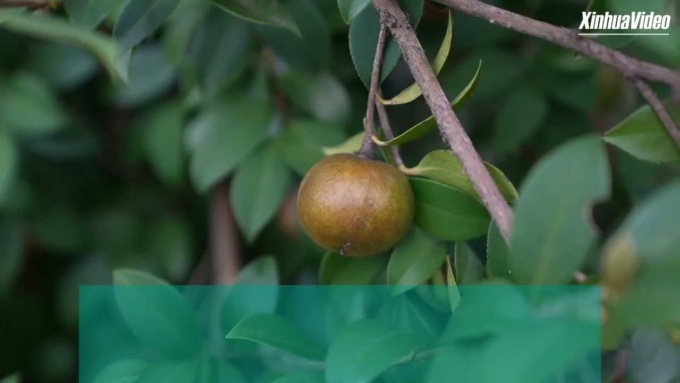 Cina: Guizhou, coltivazione di camelia oleifera ricompensa agricoltori