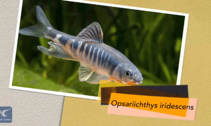 Cina: scoperta nuova specie di pesce