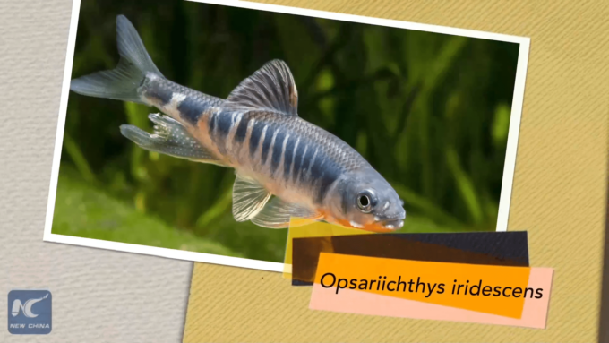 Cina: scoperta nuova specie di pesce