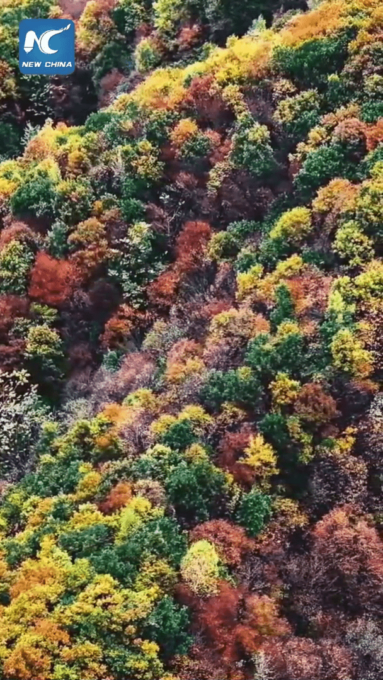 Cina: colori autunnali in piena fioritura nello Heilongjiang