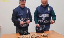 TERRACINA: BULBI DI PAPAVERI DA OPPIO IN CASA