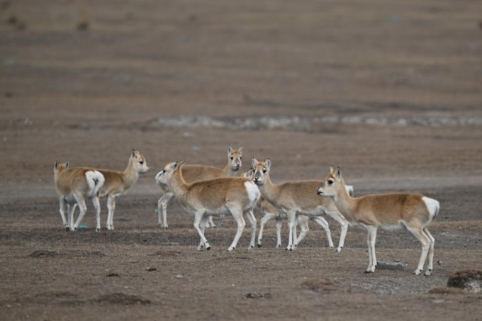 Cina: gazzelle di Przewalski nel Qinghai