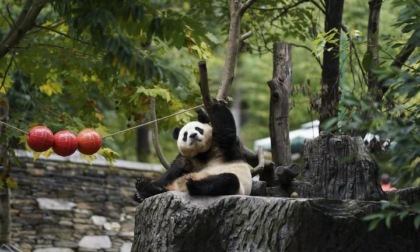 Cina: il ritorno a casa nel Sichuan dei panda giganti nati all'estero (2)