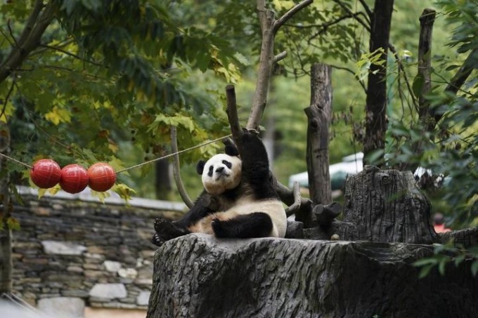 Cina: il ritorno a casa nel Sichuan dei panda giganti nati all’estero (2)