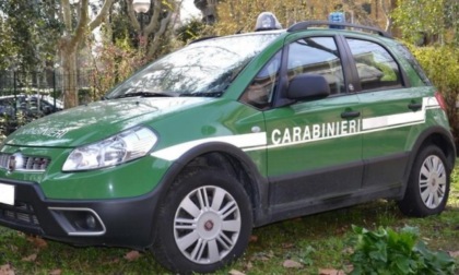 APRILIA: ARRESTATO BRACCONIERE CON FUCILE RUBATO