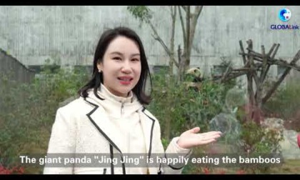Cina: Global Panda Partners 2024, diventiamo partner in materia di panda!