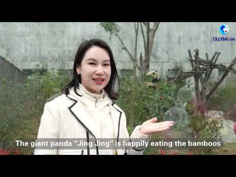 Cina: Global Panda Partners 2024, diventiamo partner in materia di panda!