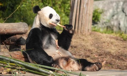 Cina: Jiangsu, panda giganti in zoo di fauna selvatica di Tangshan (1)