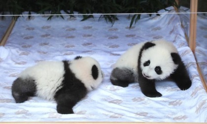 Germania: Zoo Berlino annuncia nomi dei suoi cuccioli di panda gemelli
