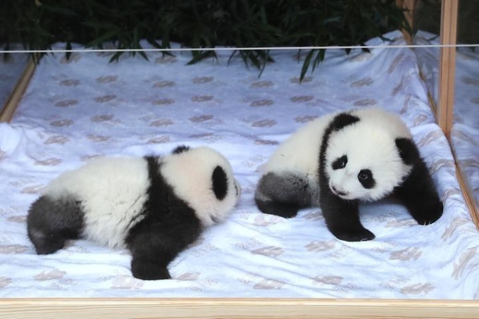 Germania: Zoo Berlino annuncia nomi dei suoi cuccioli di panda gemelli