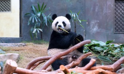 Cina: Hong Kong, panda fanno il loro debutto all'Ocean Park (2)