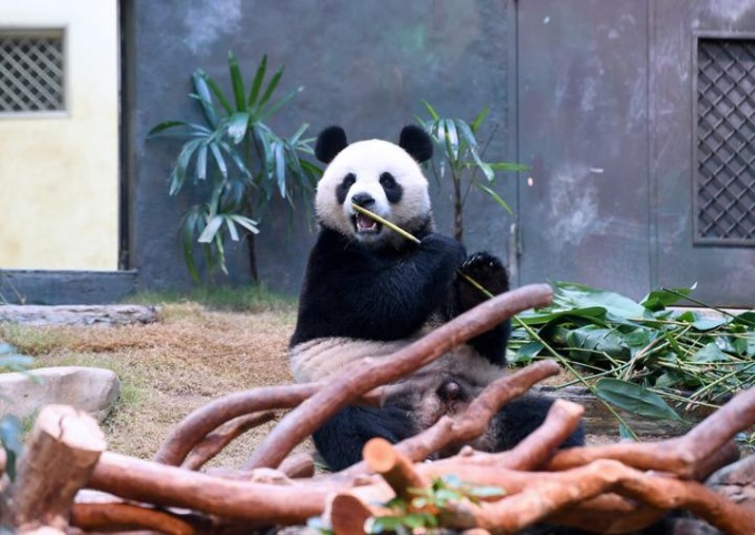 Cina: Hong Kong, panda fanno il loro debutto all’Ocean Park (2)