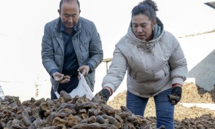 Cina: contadino dello Xinjiang sfida il più grande deserto del Paese (2)