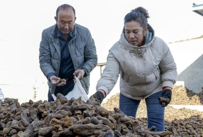Cina: contadino dello Xinjiang sfida il più grande deserto del Paese (2)