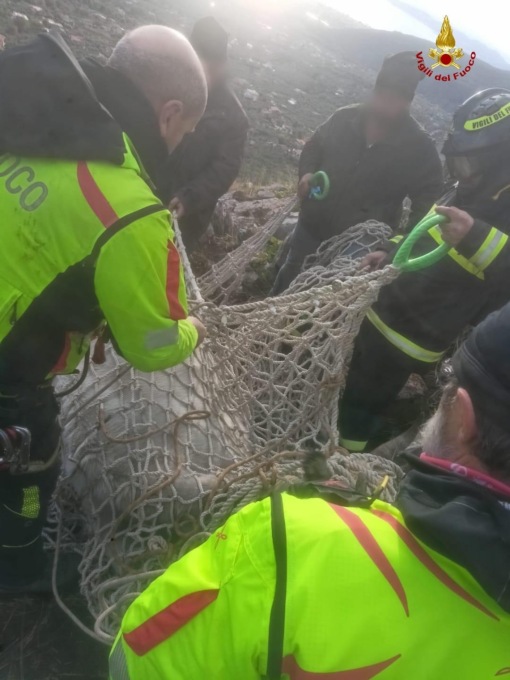 FORMIA: SALVATA UNA MUCCA CADUTA IN UN DIRUPO