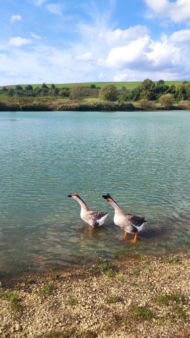 CORI: UCCISA A SASSATE UN’OCA NEL LAGO DI GIULIANELLO