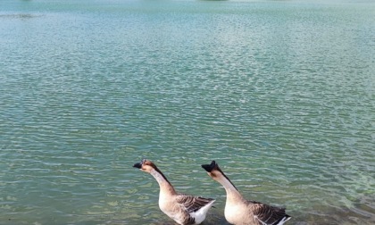 CORI: UCCISA A SASSATE UN'OCA NEL LAGO DI GIULIANELLO