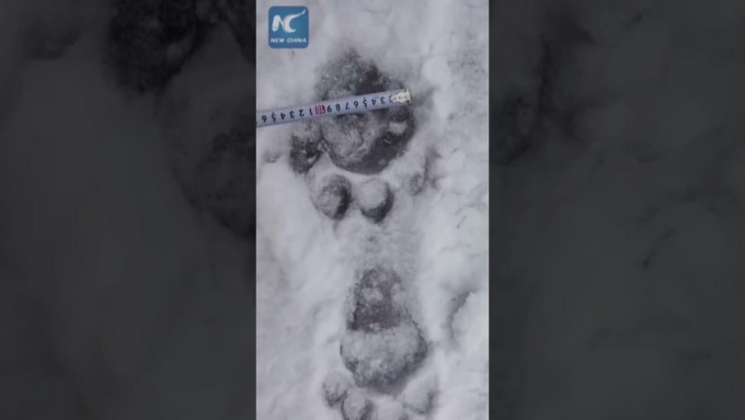 Cina: Jilin, avvistata tigre siberiana a rischio in riserva naturale