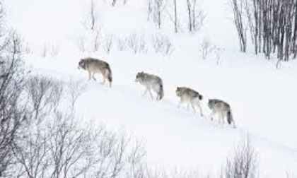 Cina: branco di lupi attraversa l'area di Sanjiangyuan