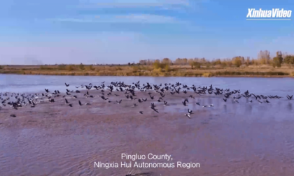 Cina: migliaia di uccelli si riuniscono nella valle del fiume Giallo