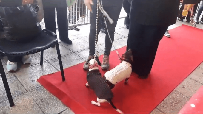 ROMA: NATALE, UNA SFILATA PER I FRAGILI E I LORO CANI