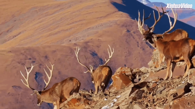 Cina: raro cervo a labbra bianche avvistato nel Qinghai