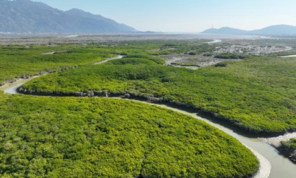 Cina: Fujian, Riserva naturale di mangrovie di Zhangjiangkou