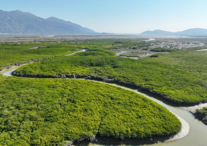 Cina: Fujian, Riserva naturale di mangrovie di Zhangjiangkou