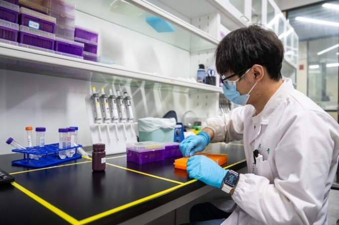 Cina: scienziati compiono progressi chiave in genomica di canna da zucchero