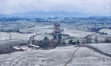 Cina: Guizhou, panorama di piantagioni di tè innevate a Zunyi (1)