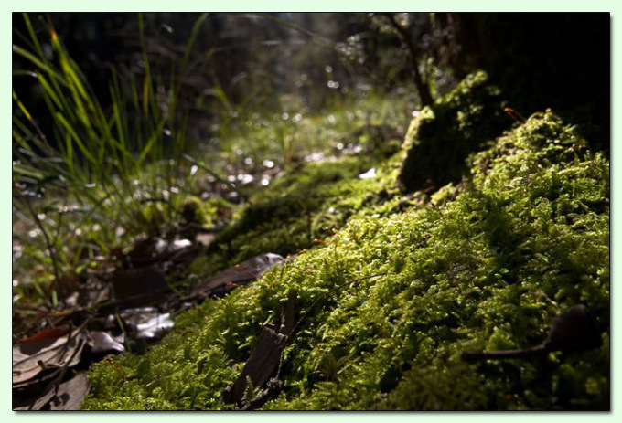 Le piscine naturali di Castelporziano sono a rischio a causa del cambiamento climatico