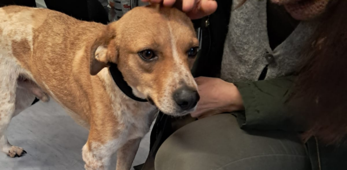ROMA: TORTURATO CON OLIO BOLLENTE, IL CANE BLANCO TROVA UNA NUOVA FAMIGLIA