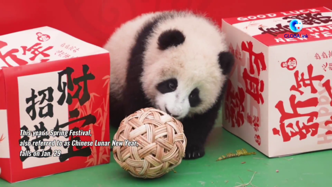 Cina: Sichuan, cuccioli di panda inviano auguri per Festa di primavera